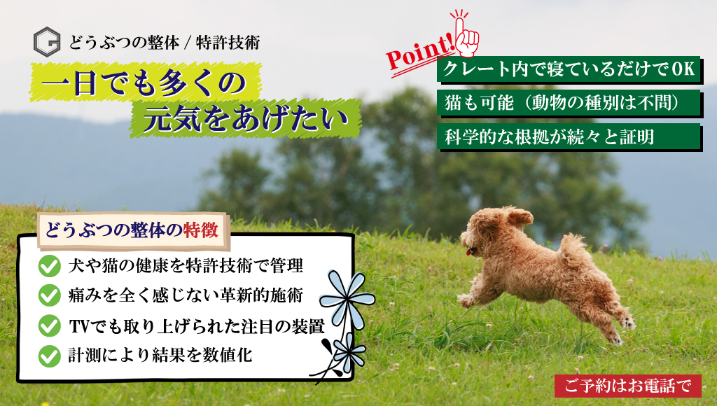 どうぶつの整体｜無痛の犬猫整体｜北海道札幌