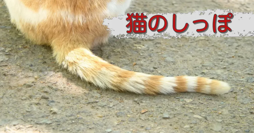 猫の尻尾