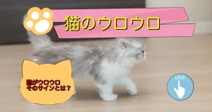 猫がウロウロする理由