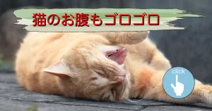 猫のお腹もゴロゴロと